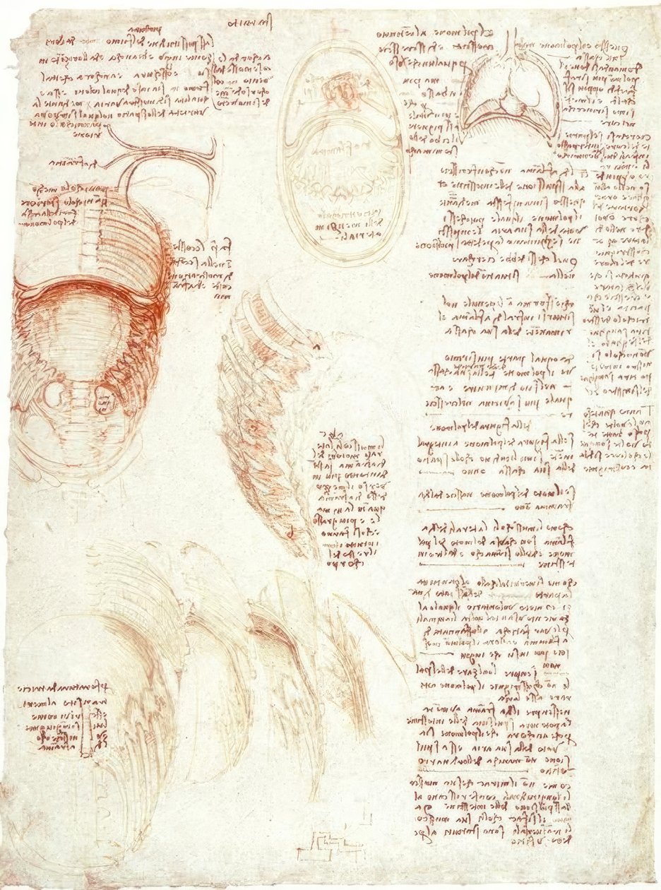 Badania anatomiczne: klatka piersiowa i przepona autorstwa Leonardo da Vinci