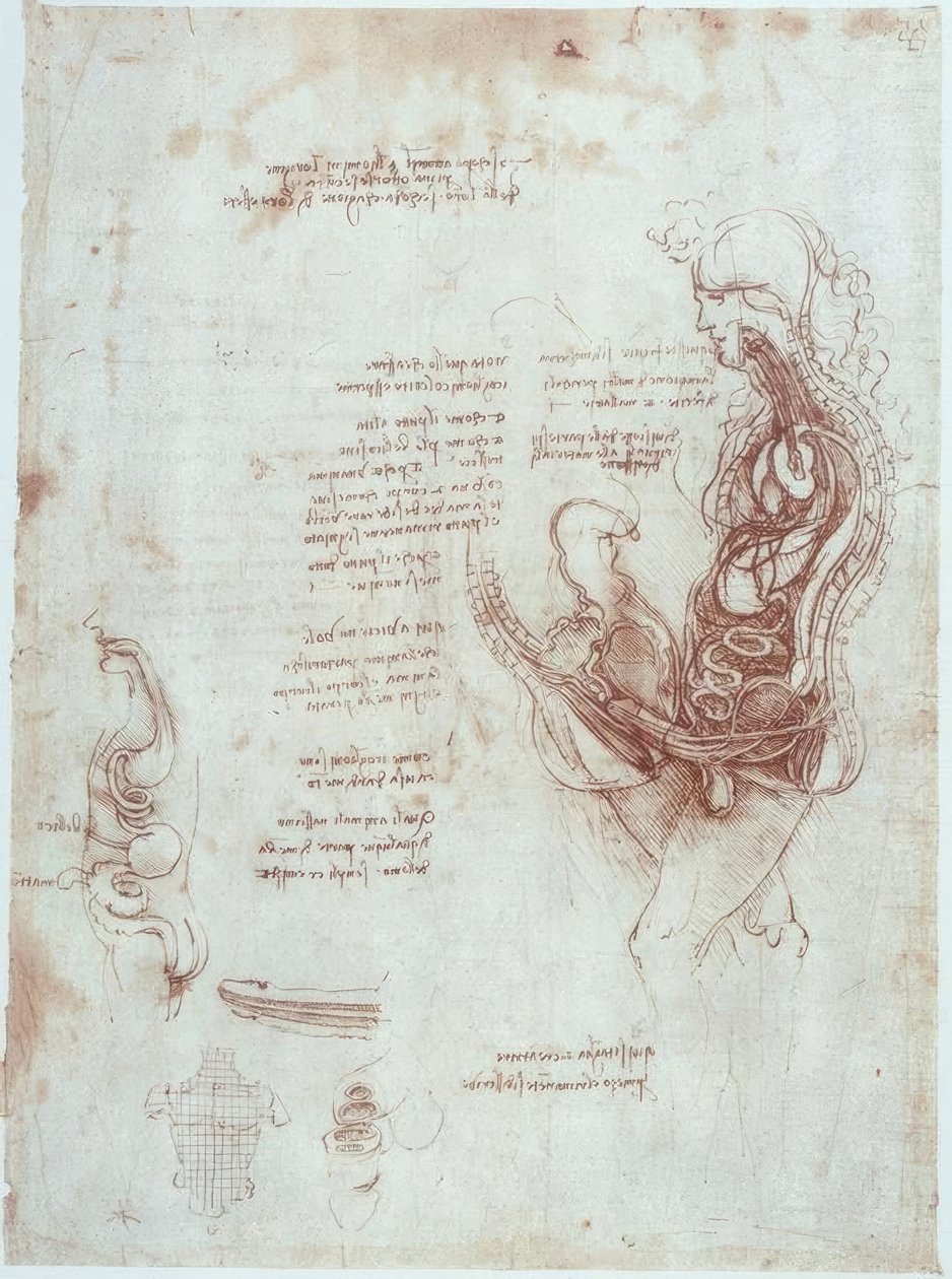 Badania anatomiczne: pozycja współżycia w przekroju podłużnym autorstwa Leonardo da Vinci