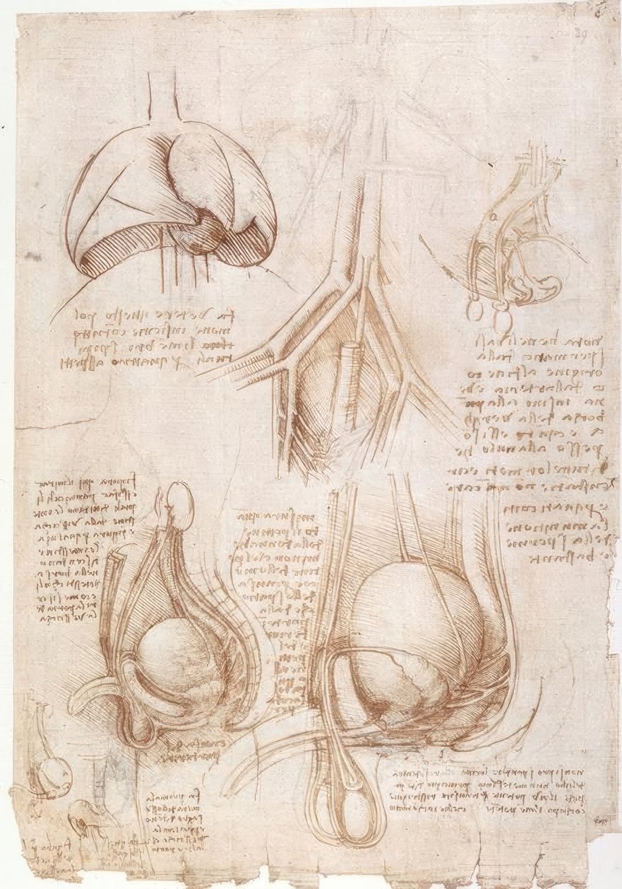 Badania anatomii: płuca, pęcherz... autorstwa Leonardo da Vinci