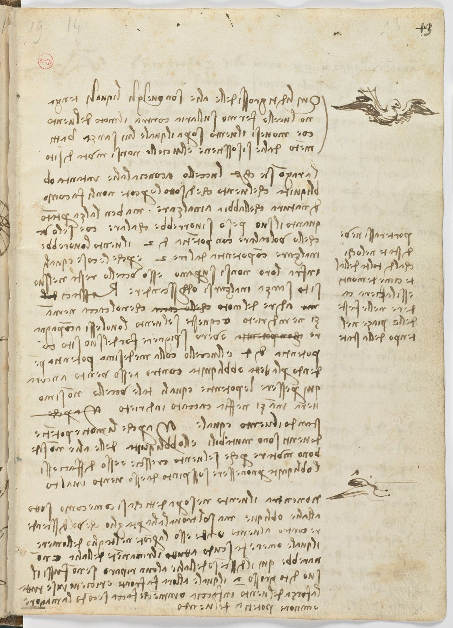 د الوتونکو الوتنې کوډ، ج. 1505-06، د کاغذ نسخه، cc. 18، پاڼه 13 rectopoli autorstwa Leonardo da Vinci
