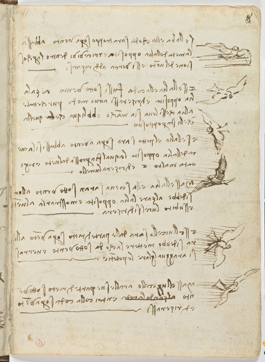 د الوتونکو الوتنې کوډ، ج. 1505-06، د کاغذ نسخه، cc. 18، پاڼه 8 rectopoli autorstwa Leonardo da Vinci