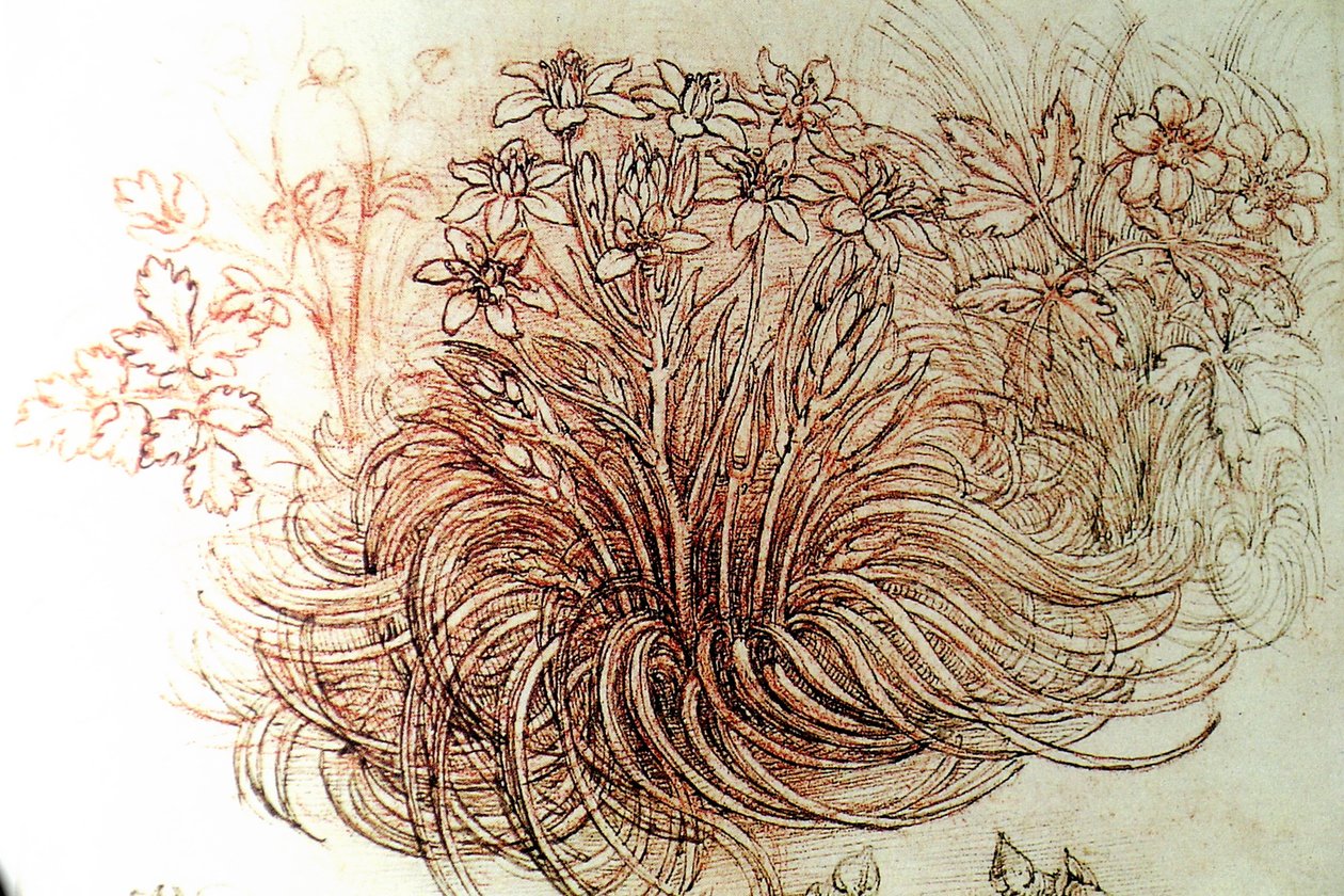 kwiat autorstwa Leonardo da Vinci