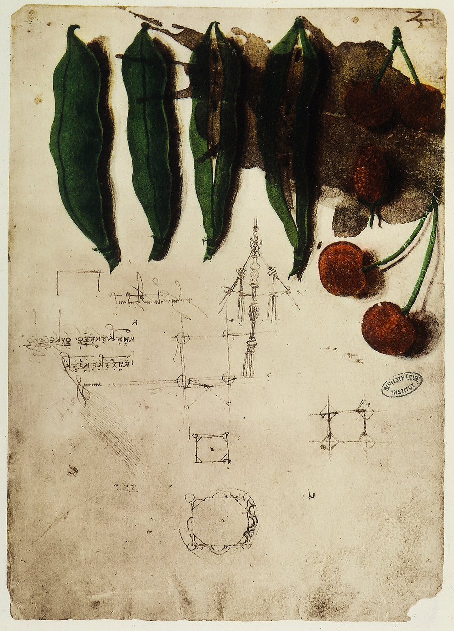Wiśnie i groszek: rysunek Leonarda da Vinci, część Kodeksu B (2173), c.2r, przechowywany w Institut de France w Paryżu autorstwa Leonardo da Vinci
