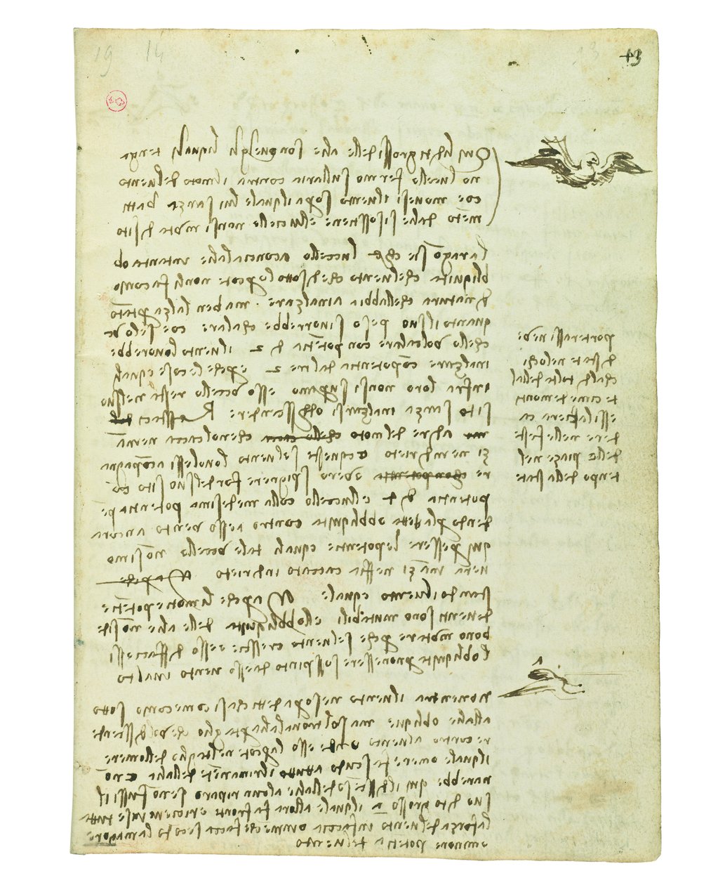 Kodeks lotu ptaków, Folio 13 recto autorstwa Leonardo da Vinci