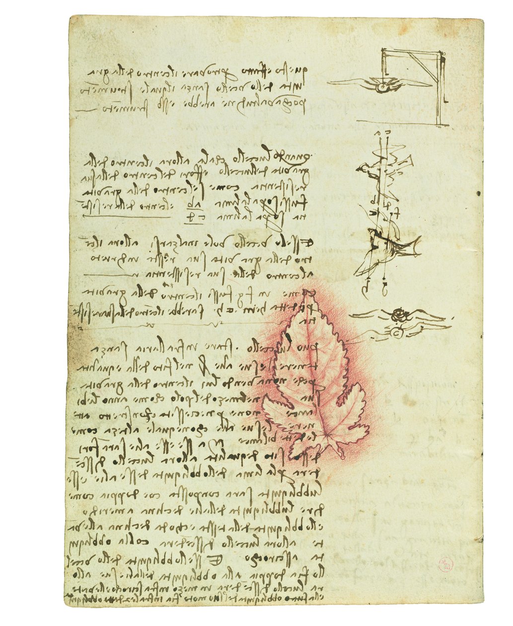 Kodeks lotu ptaków, Folio 15 verso autorstwa Leonardo da Vinci