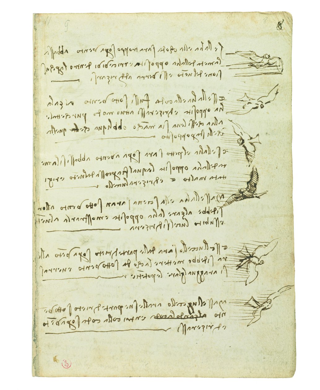 Kodeks lotu ptaków, Folio 8 recto autorstwa Leonardo da Vinci