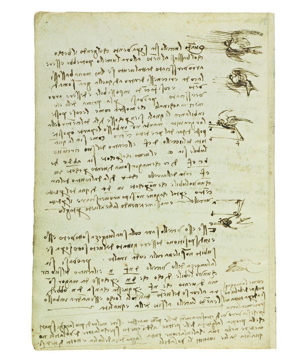 Kodeks lotu ptaków, Folio 8 verso autorstwa Leonardo da Vinci