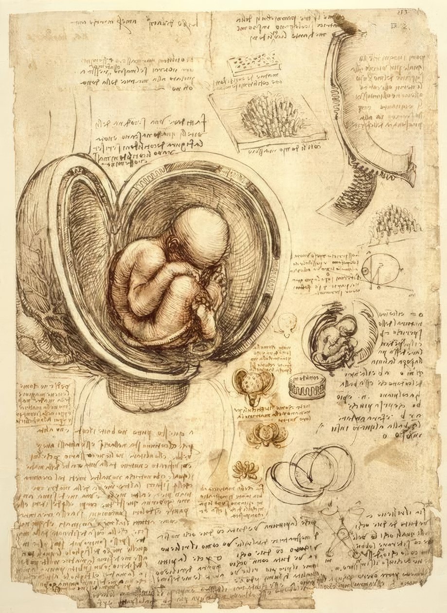 Płód w macicy autorstwa Leonardo da Vinci