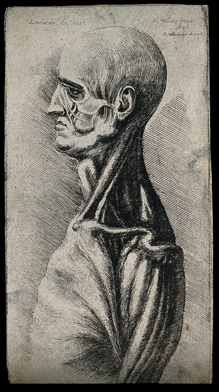Głowa i ramiona mężczyzny widziane z lewej strony autorstwa Leonardo da Vinci