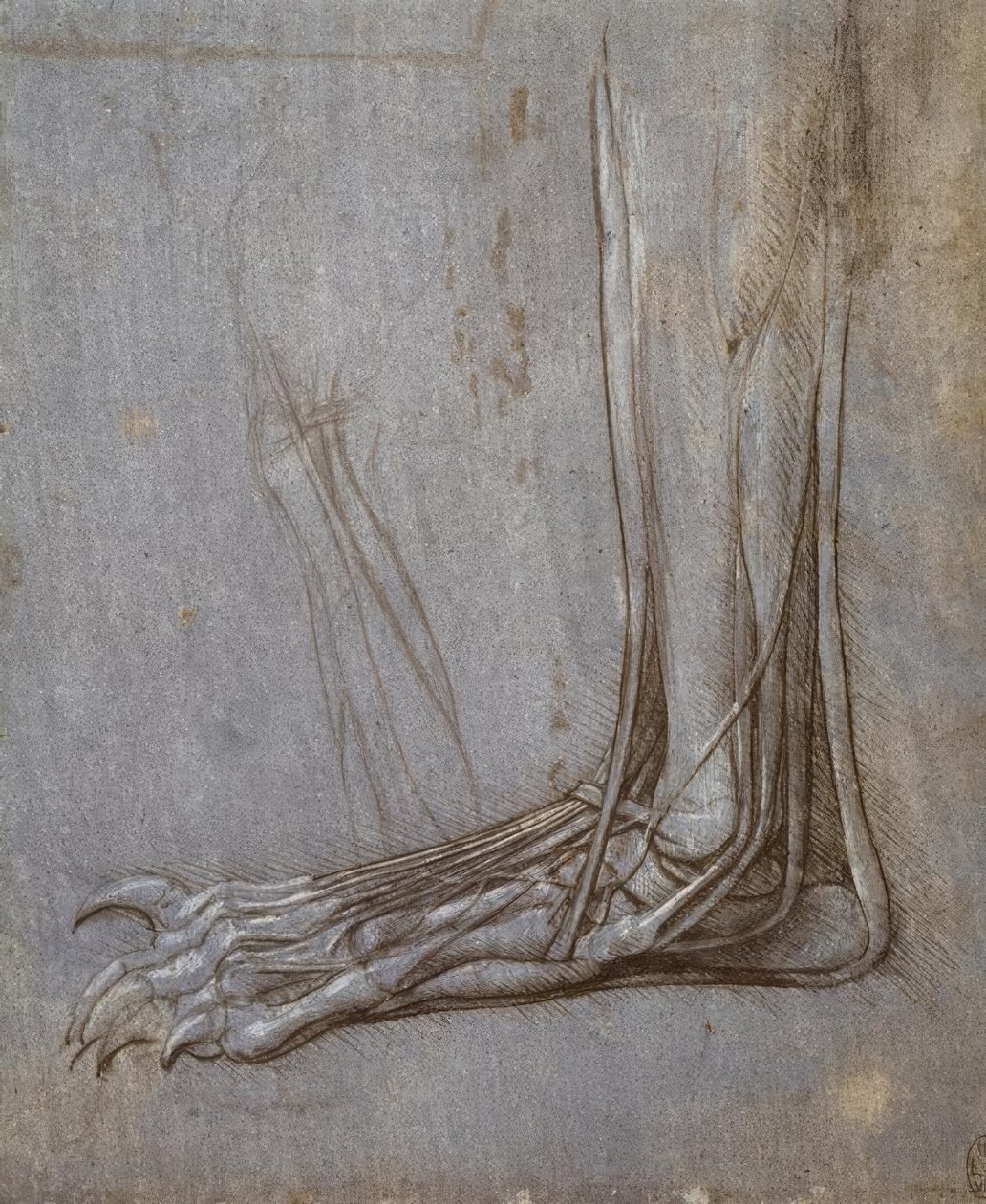 Ścięgna prostowników palców u nóg niedźwiedzia autorstwa Leonardo da Vinci