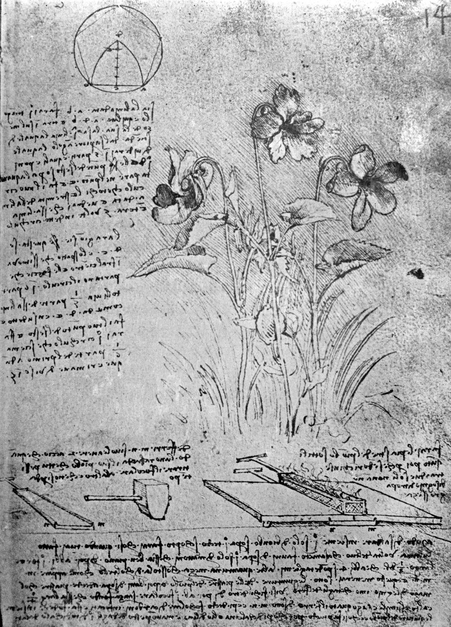 Badania altówek (Viola odorata i Viola canina), fol. 14r z Rękopisu B, c.1487-90 (pióro i atrament na papierze) autorstwa Leonardo da Vinci