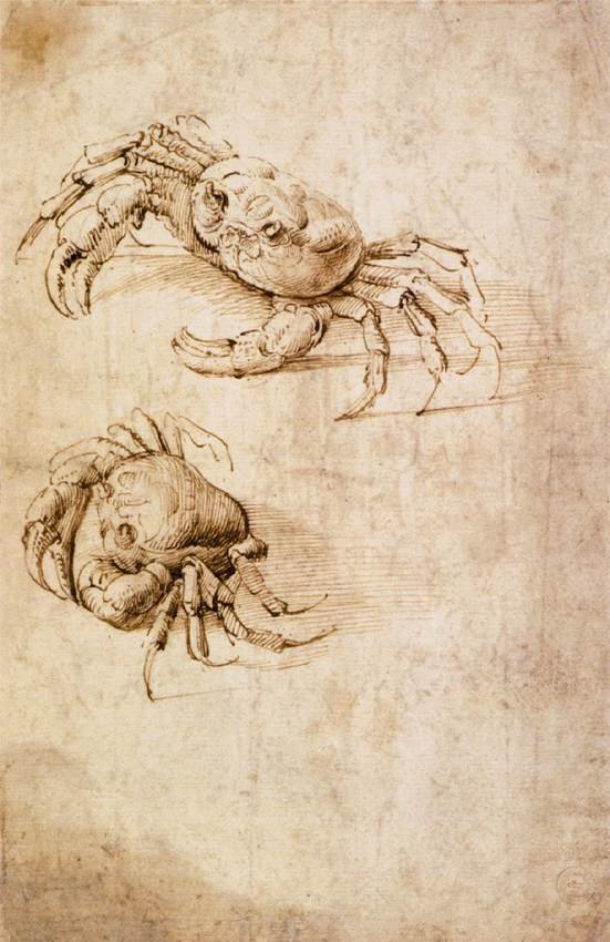 Badania krabów autorstwa Leonardo da Vinci