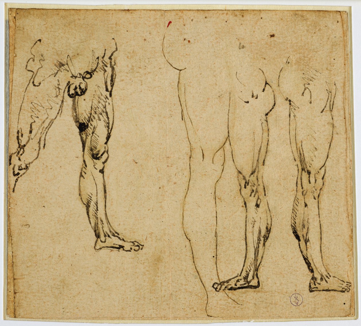 Badania nóg męskich, c. 1485-1487 (pióro i atrament, ze śladami metalowej końcówki na papierze) autorstwa Leonardo da Vinci