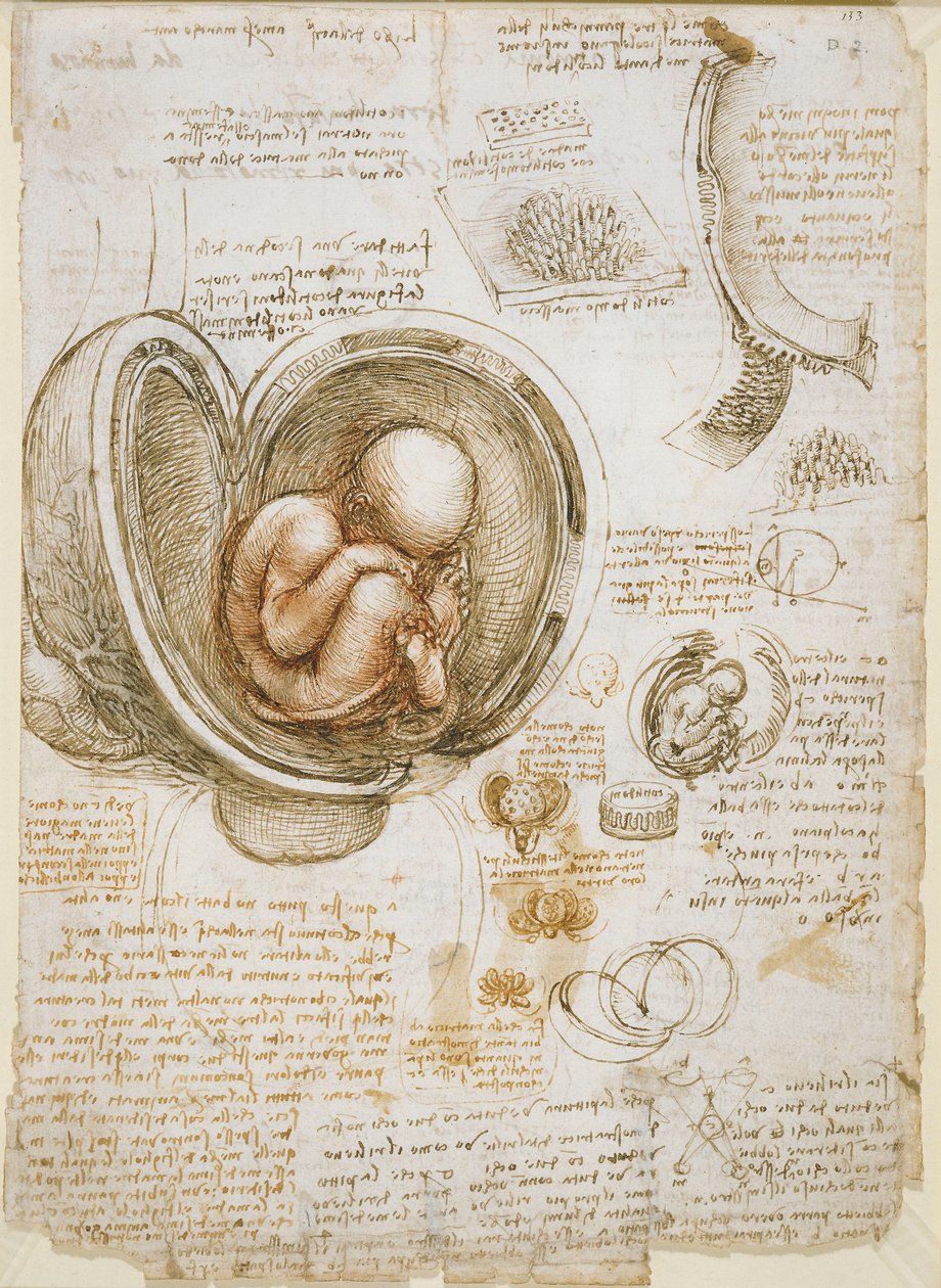 Badania płodu w łonie matki autorstwa Leonardo da Vinci