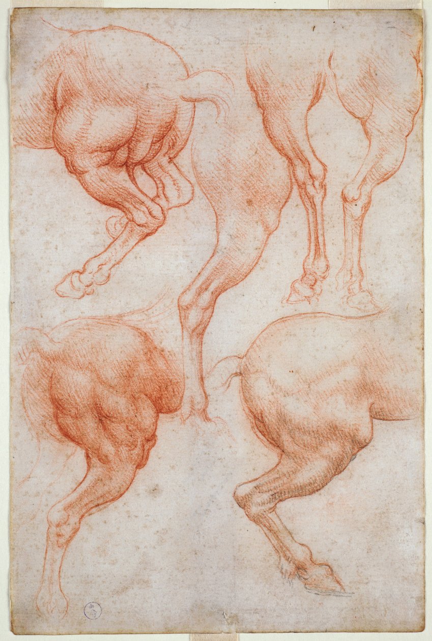 Badania kończyn tylnych konia, 1508 (krew z akcentami czarnego ołówka na papierze) autorstwa Leonardo da Vinci