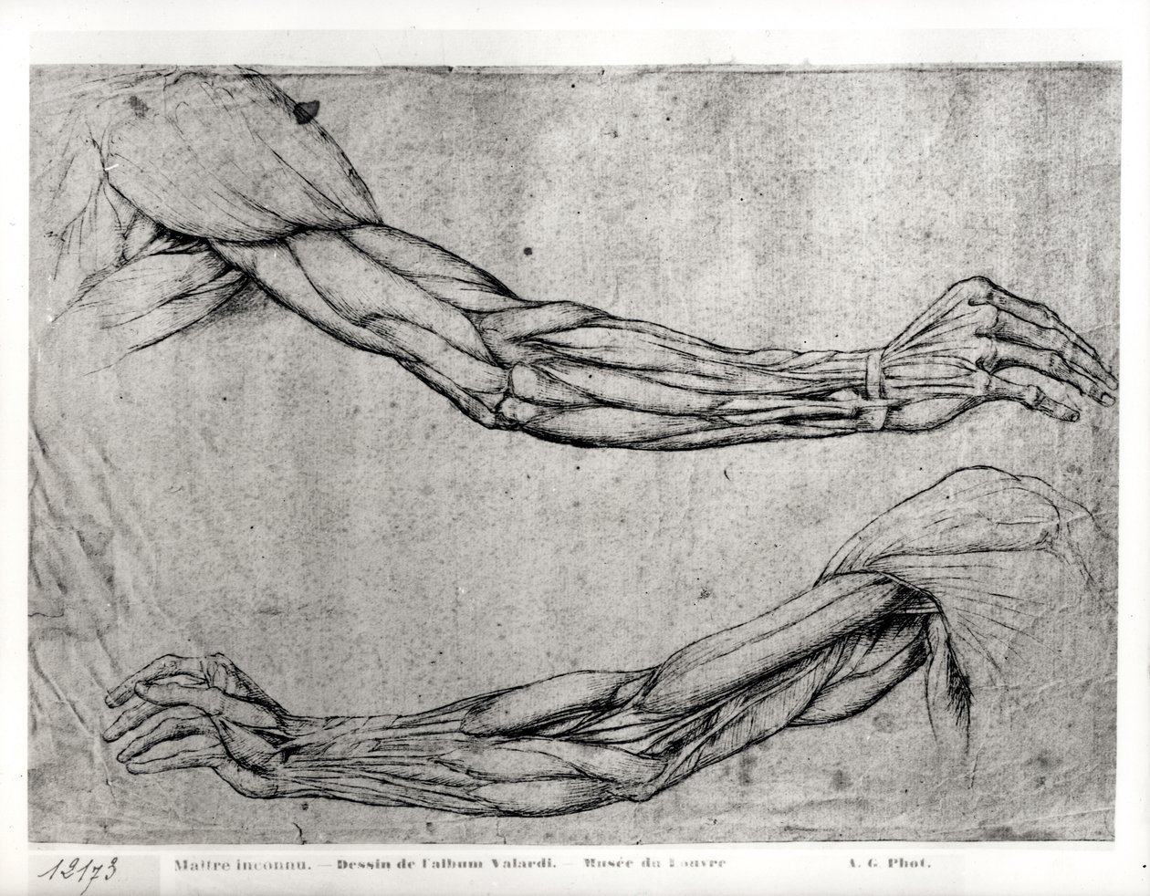 Studium broni autorstwa Leonardo da Vinci