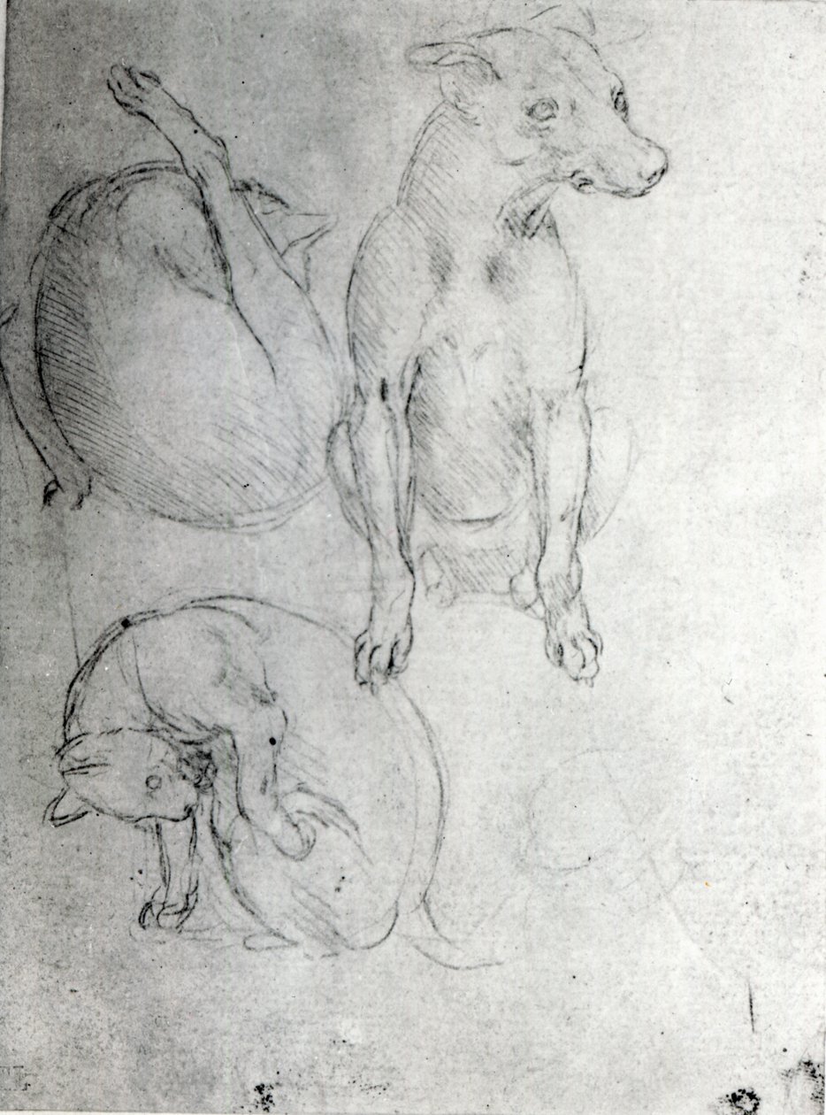 Studium psa i kota, ok. 1480 (metalowy punkt na papierze) autorstwa Leonardo da Vinci