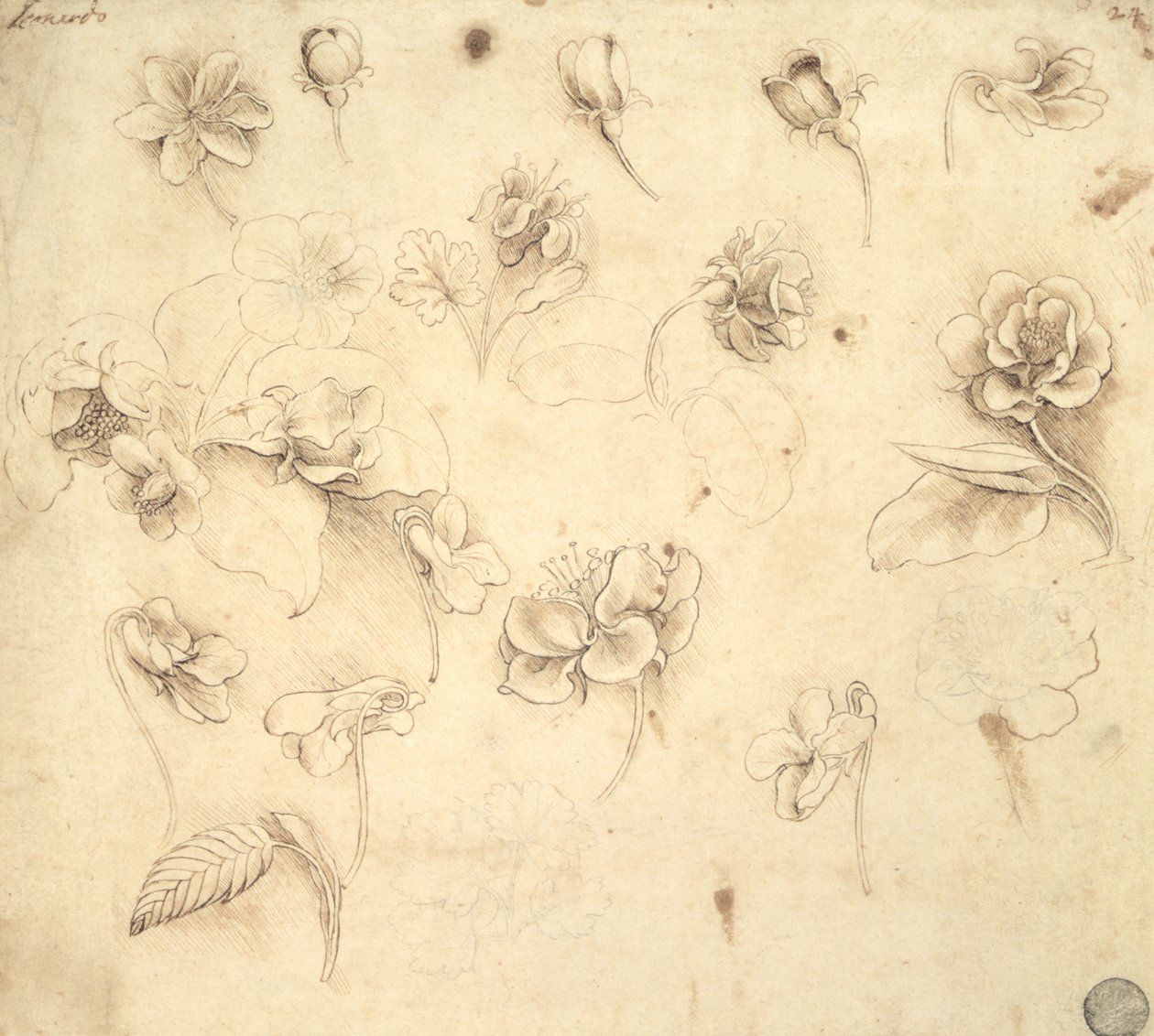 Badanie kwiatów roślin podobnych do traw (Briza Maxima) ok.1481-83 autorstwa Leonardo da Vinci