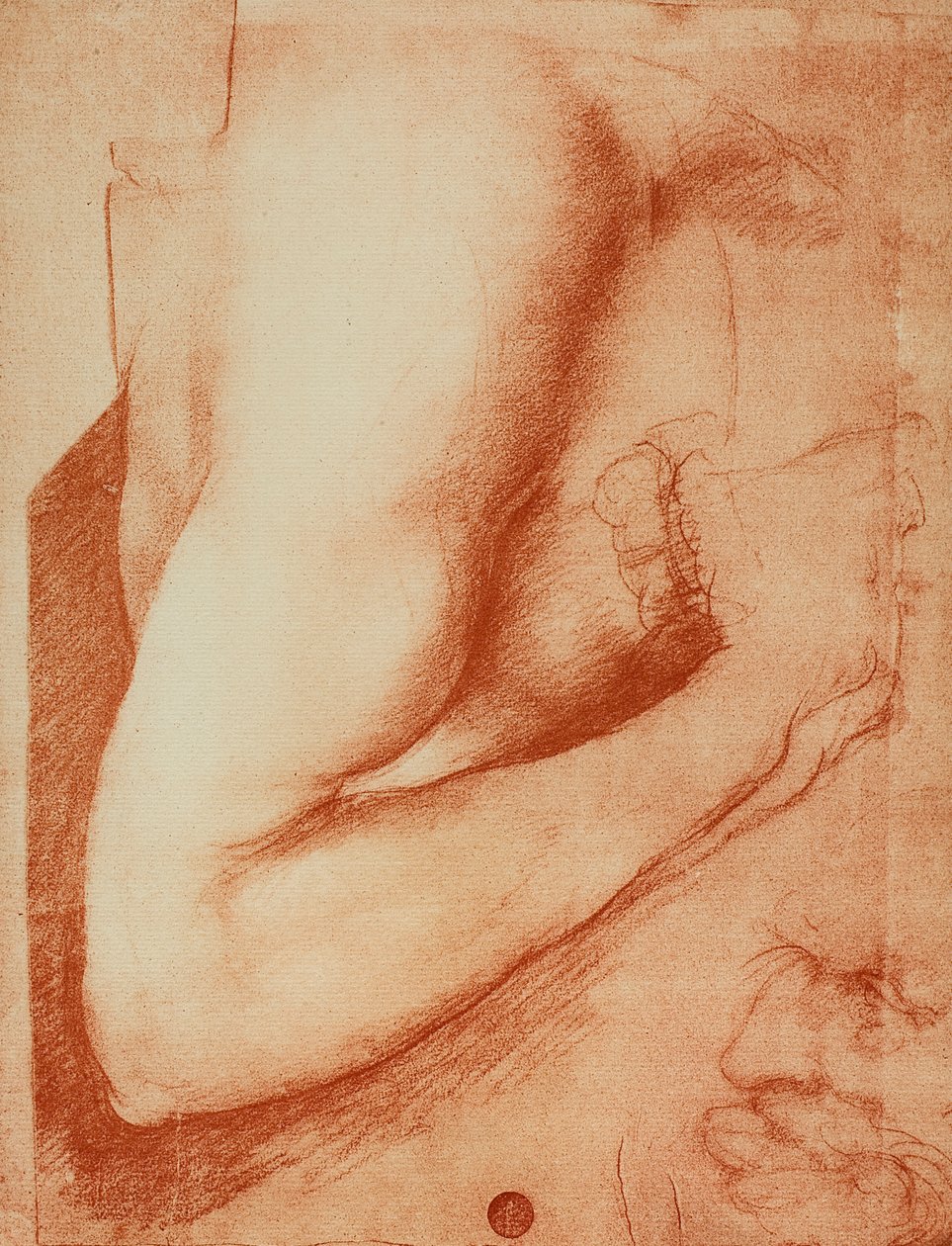Studium ramienia, rysunek Leonarda da Vinci. Gallerie dell