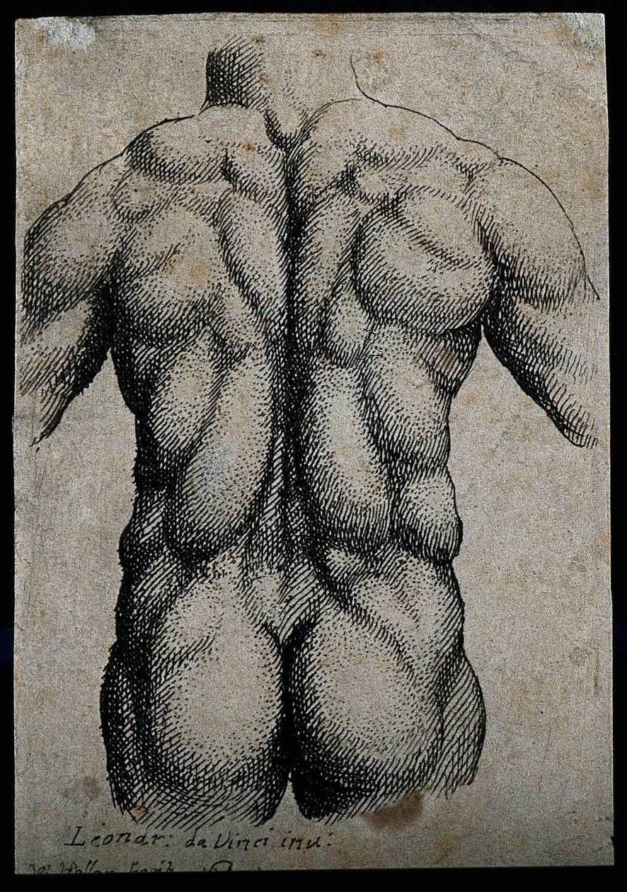 Tułów mężczyzny, widziany z tyłu, z zaznaczonymi mięśniami autorstwa Leonardo da Vinci