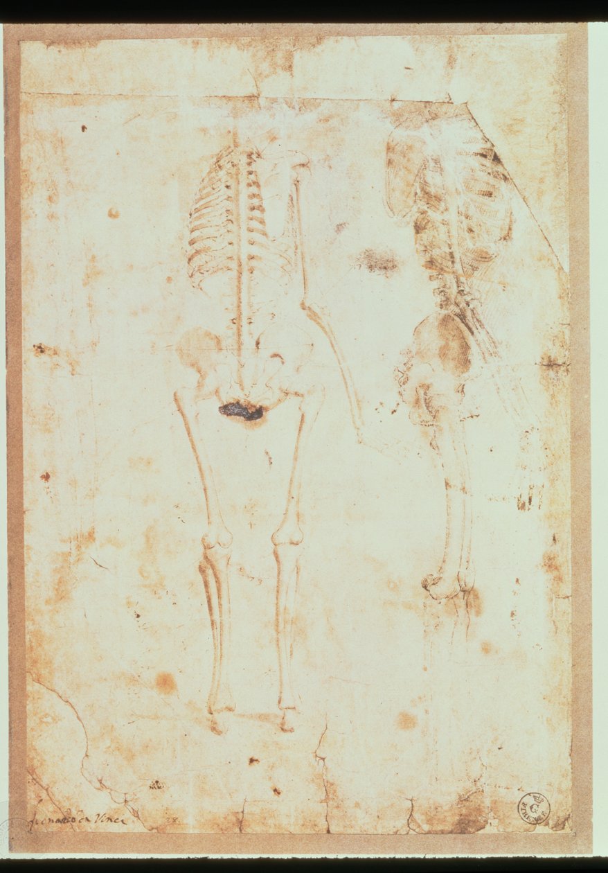 Dwa badania wiszącego szkieletu (pióro i tusz z płynem do płukania) autorstwa Leonardo da Vinci