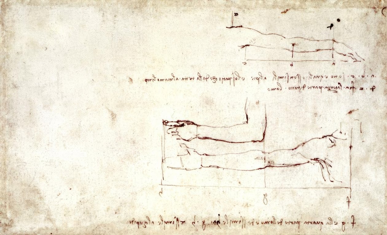 ramię autorstwa Leonardo da Vinci