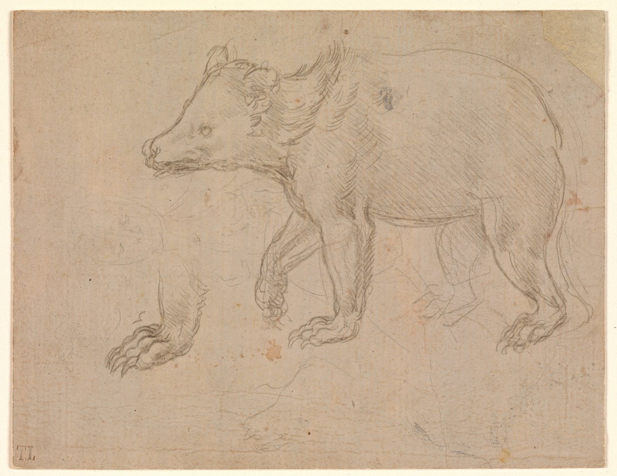 Spacerujący niedźwiedź autorstwa Leonardo da Vinci