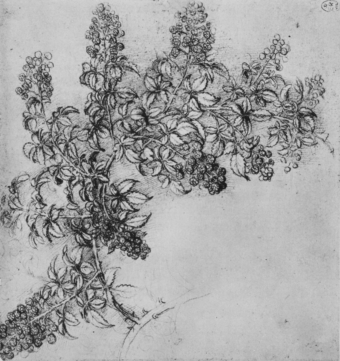 Oddział jeżyny, ok. 1480 1945 r autorstwa Leonardo da Vinci