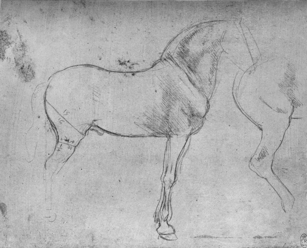 Koń z profilu po prawej i jego zad, c1480 1945 autorstwa Leonardo da Vinci