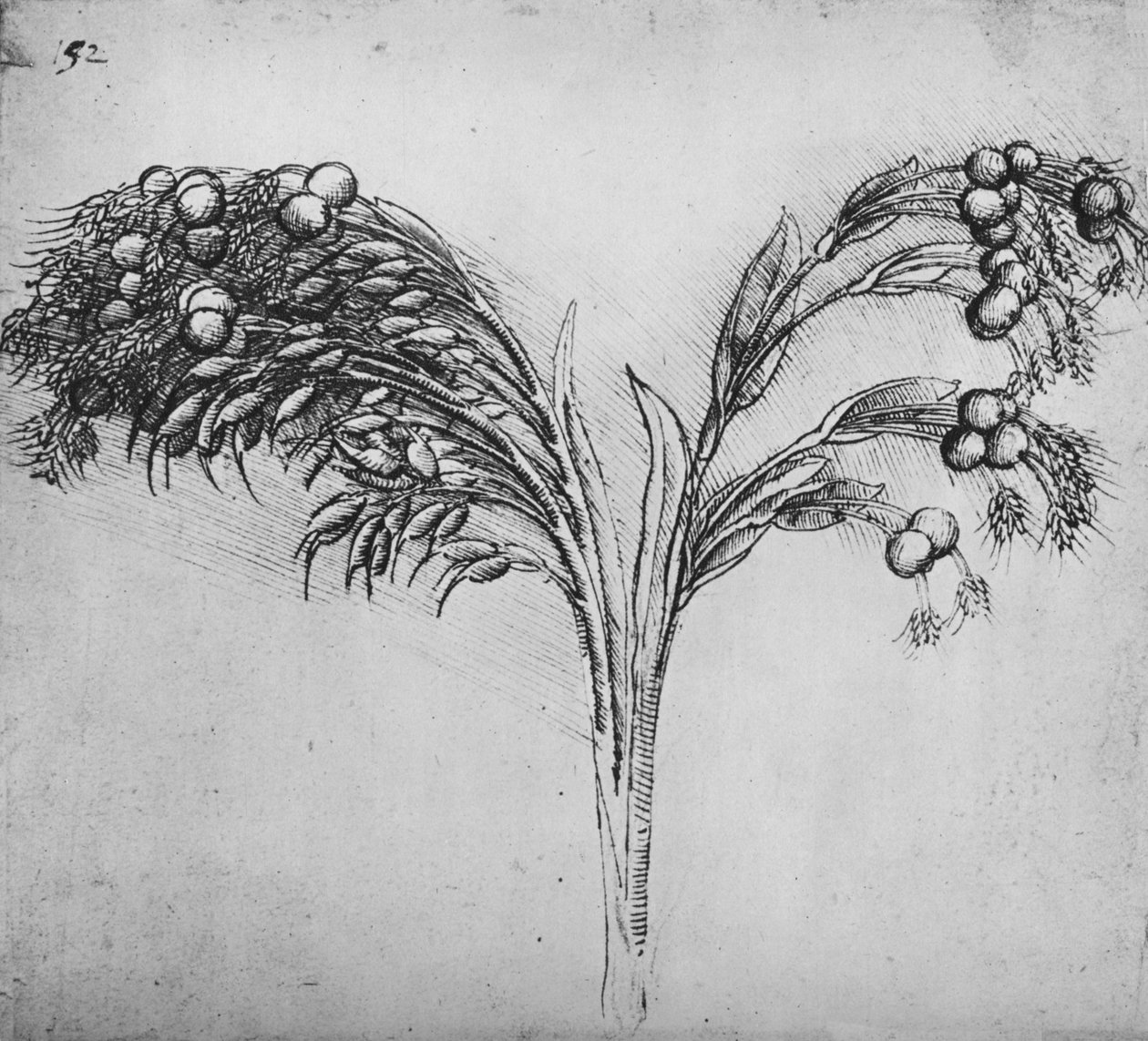 Roślina o długich łodygach, ok. 1480 1945 r. autorstwa Leonardo da Vinci