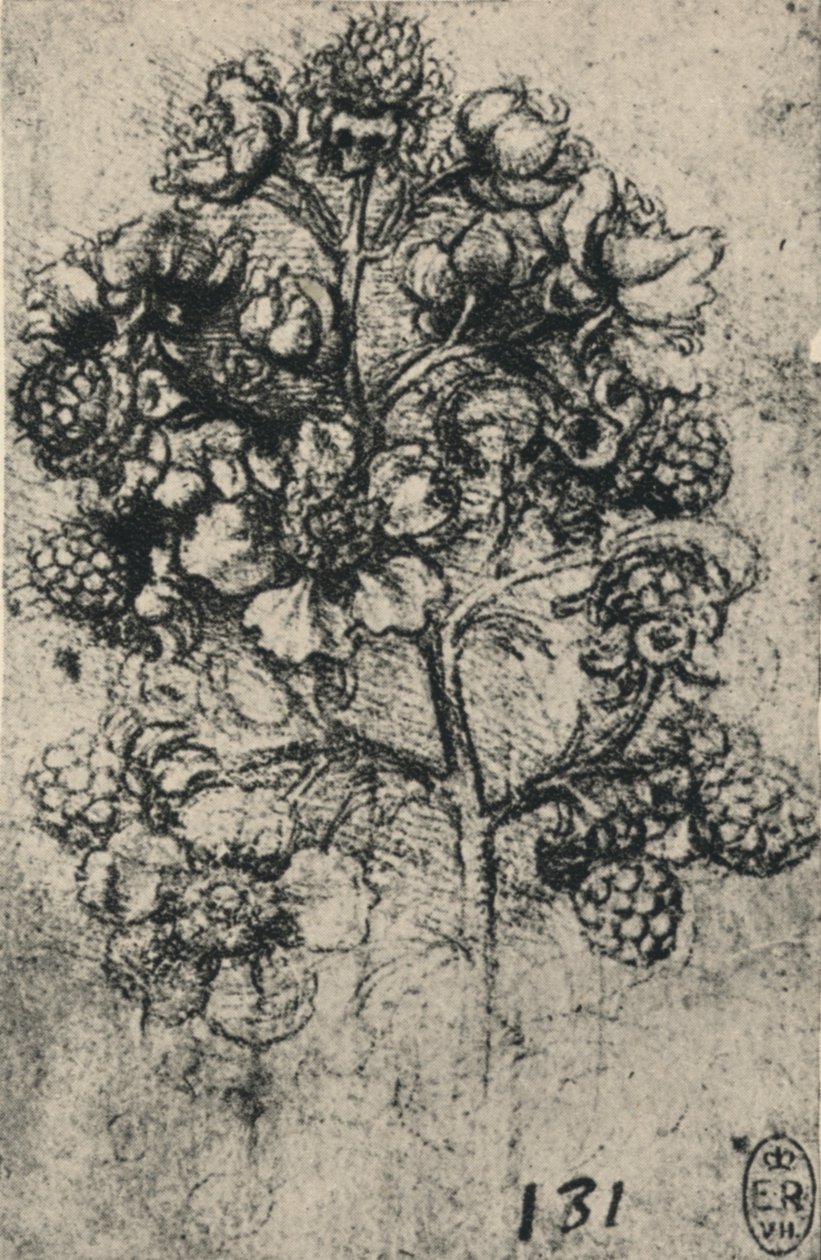 Spryciarz jeżyn, ok. 1480 1945 r. autorstwa Leonardo da Vinci