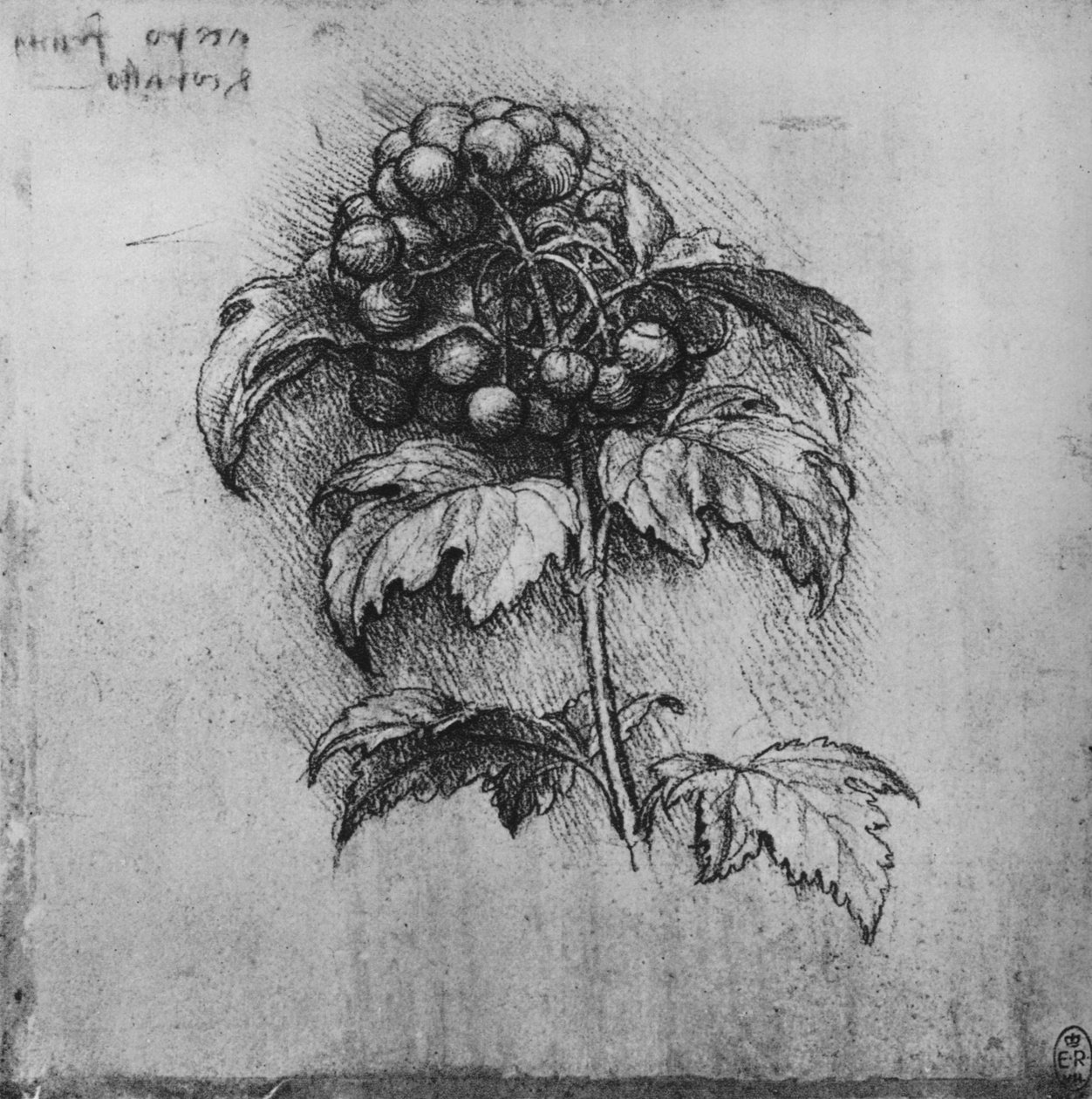 Spray z rośliny, ok. 1480 1945 autorstwa Leonardo da Vinci