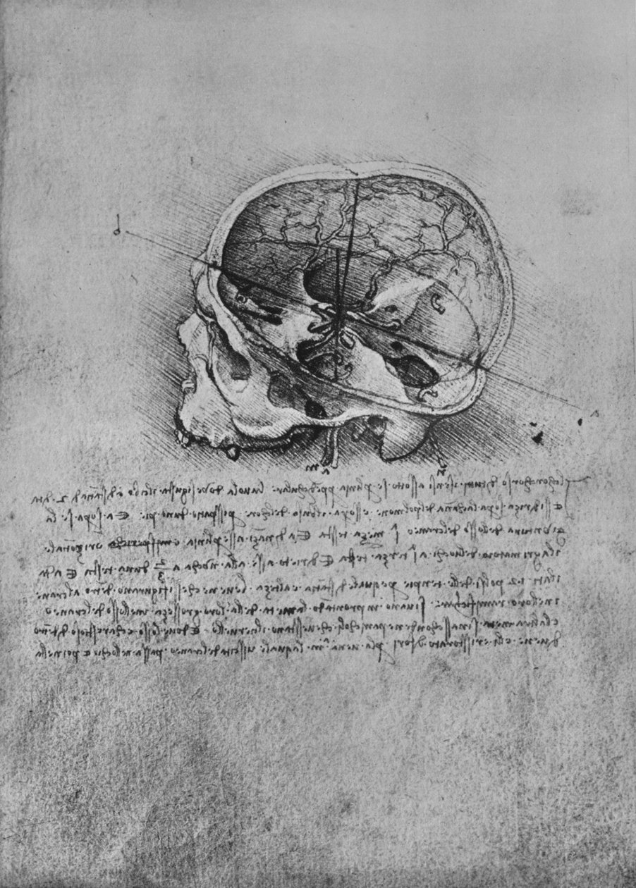 Rysunek anatomiczny czaszki po lewej stronie, c1480 1945 autorstwa Leonardo da Vinci