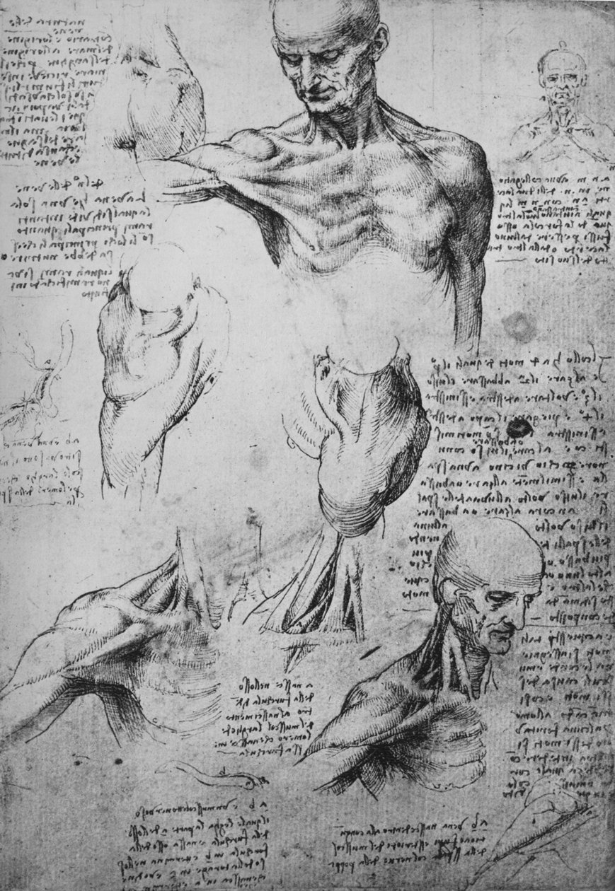 Rysunki anatomiczne szyi i ramion mężczyzny, c1480 1945 autorstwa Leonardo da Vinci