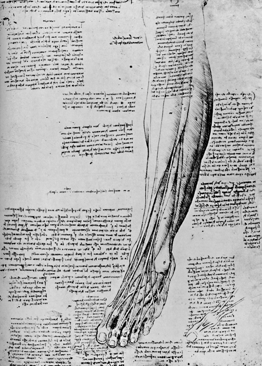Studium anatomiczne mięśni stopy, 1928 autorstwa Leonardo da Vinci