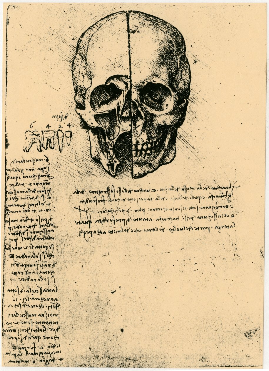 Szkic anatomiczny ludzkiej czaszki, c1472-1519 autorstwa Leonardo da Vinci