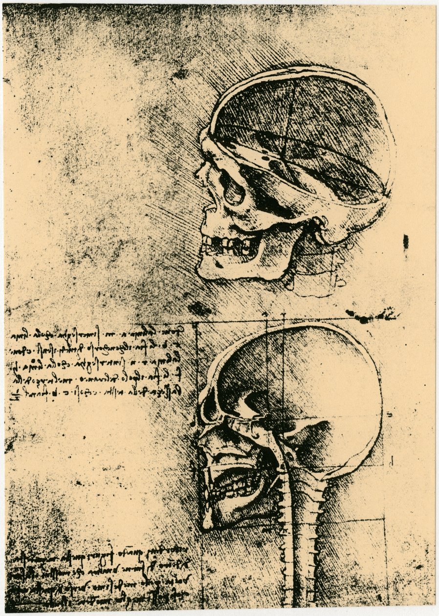 Szkic anatomiczny, dwa badania ludzkiej czaszki, c1489 autorstwa Leonardo da Vinci