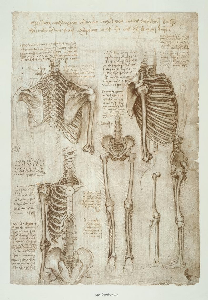 Anatomiastudia autorstwa Leonardo da Vinci