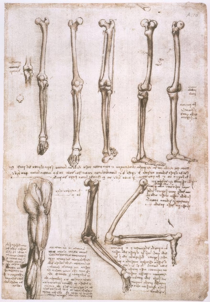 Anatomiestudien autorstwa Leonardo da Vinci