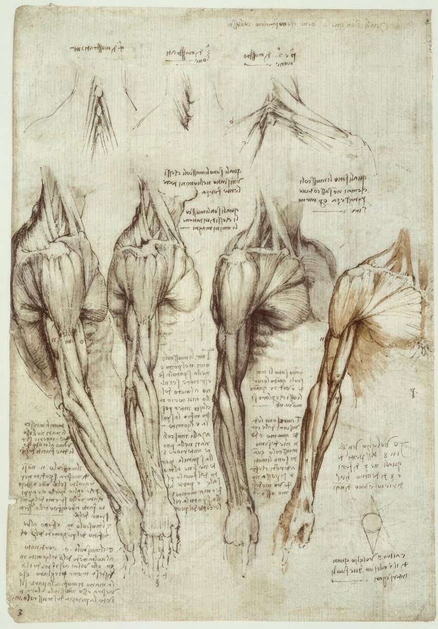 Anatomiastudia autorstwa Leonardo da Vinci