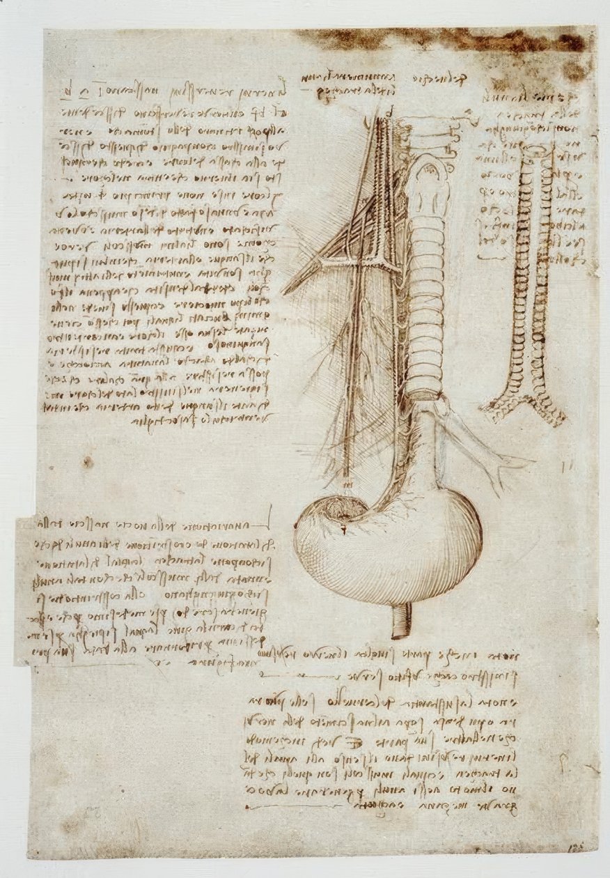 Anatomiastudia autorstwa Leonardo da Vinci
