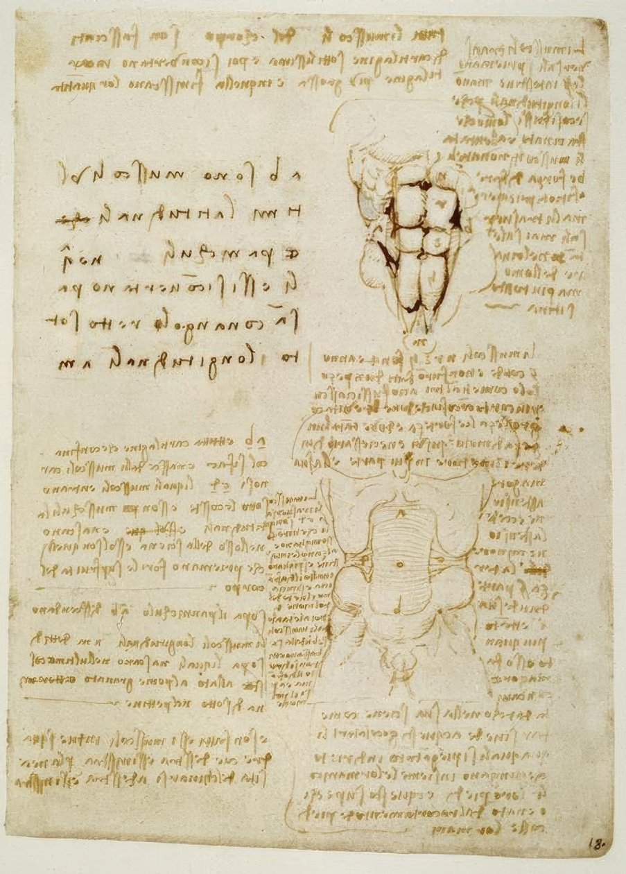 Anatomiastudia autorstwa Leonardo da Vinci