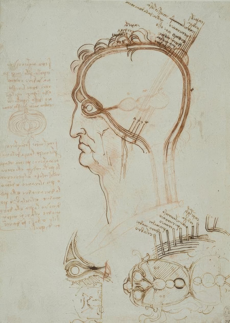 Anatomiastudia autorstwa Leonardo da Vinci