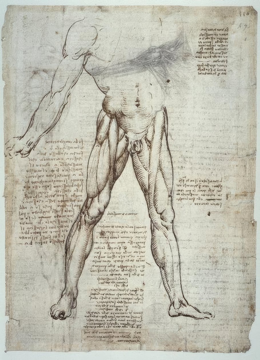 Anatomiestudien autorstwa Leonardo da Vinci