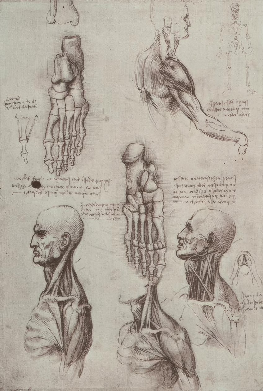 Anatomiastudia autorstwa Leonardo da Vinci