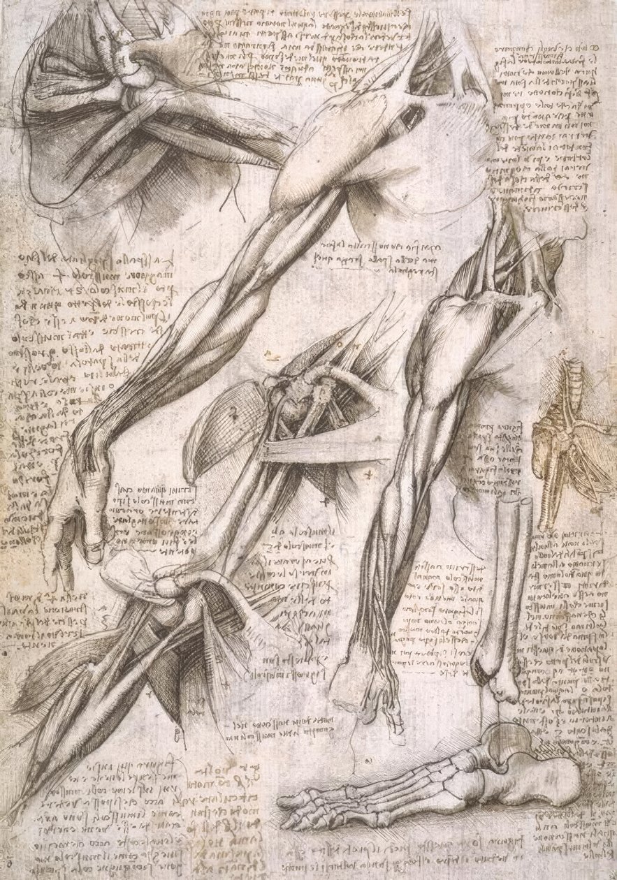 Anatomiastudia autorstwa Leonardo da Vinci