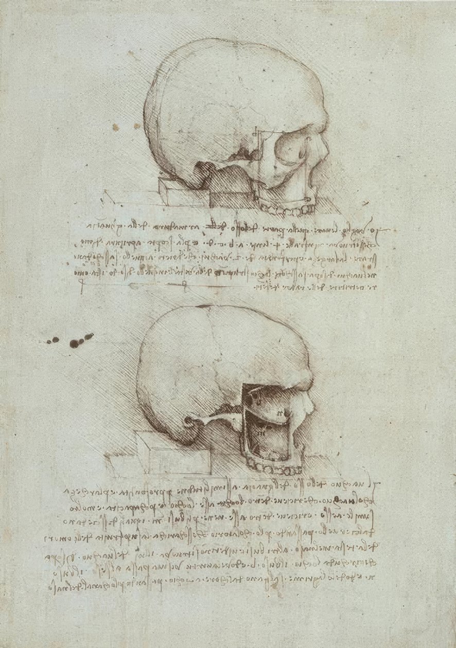 Anatomiastudia autorstwa Leonardo da Vinci