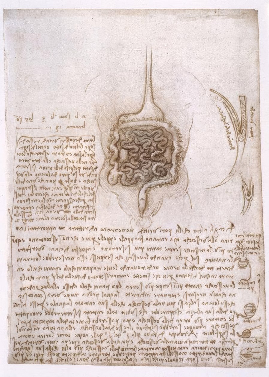 Anatomiastudia autorstwa Leonardo da Vinci
