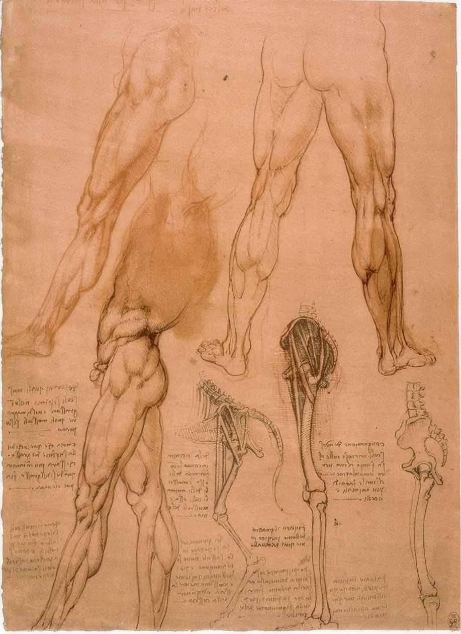 Anatomiastudium: Beinmuskulatur autorstwa Leonardo da Vinci