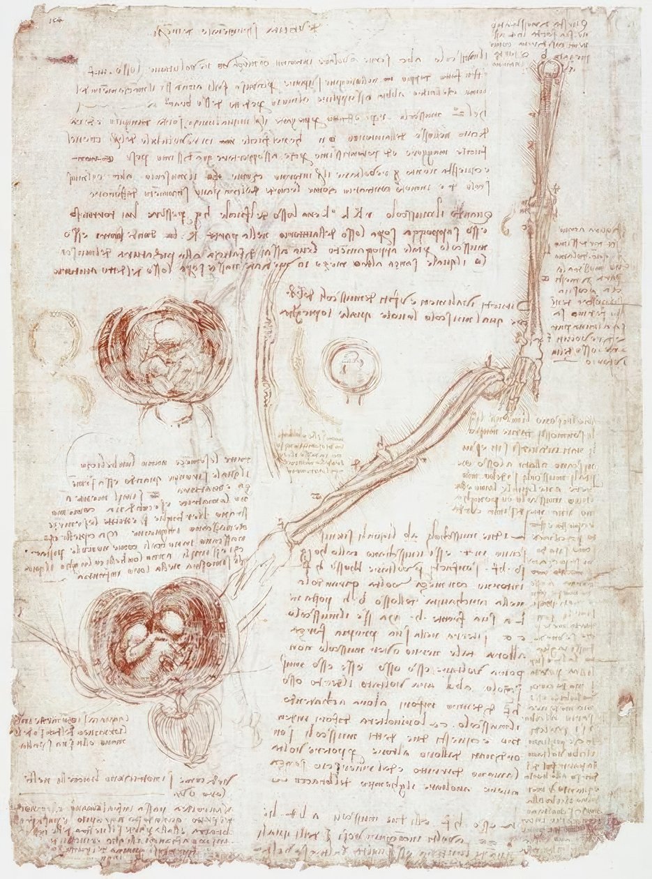 Badania anatomiczne: ruchy w stawie łokciowym / płód in utero autorstwa Leonardo da Vinci